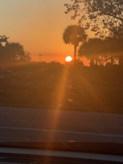 Sunset through trees with orange sky.