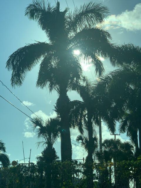 Sun shining through tall palm trees.