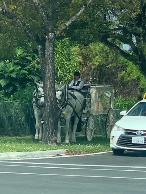 Horse-drawn carriage with driver by trees.